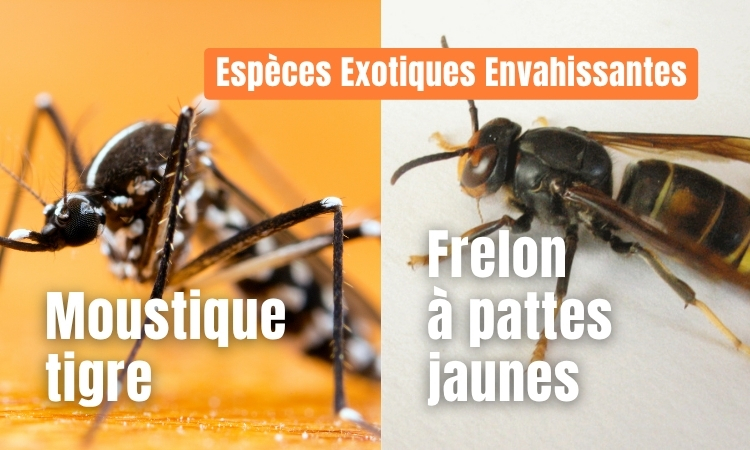 Lutte contre le moustique tigre et le frelon à pattes jaunes